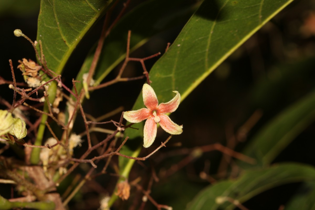 Sterculia lanceolata Cav.